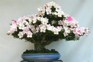夏鵑盆景製作方法