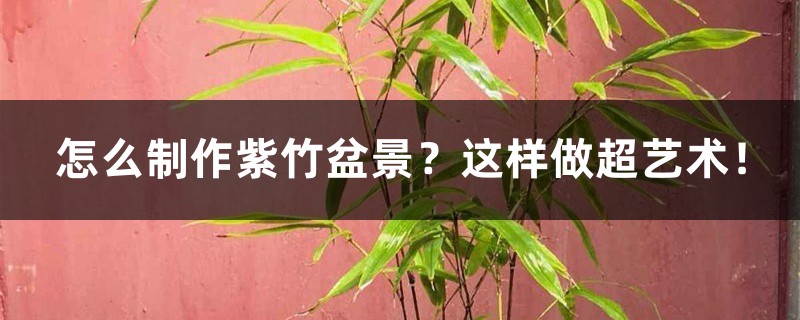 怎麼製作紫竹盆景？這樣做超藝術！