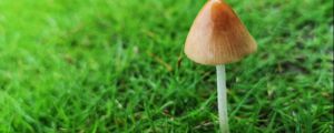 花盆裡長出了蘑菇預示著什麼