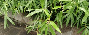 竹子葉子發黃怎麼補救
