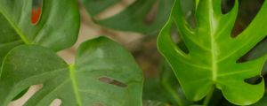 入戶門口放什麼植物好