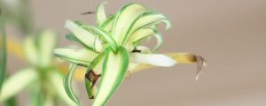 家裡客廳養什麼綠植好