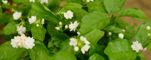 室內盆栽最香的花
