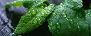 薄荷可以水養嗎