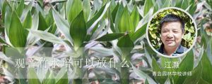 觀音竹水培可以放什麼