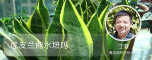虎皮蘭能水培嗎