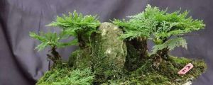卷柏怎麼水培