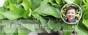 綠蘿水培方法是什麼