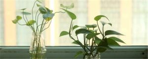 水培綠蘿的養殖方法和注意事項