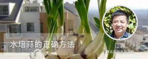 水培蒜的正確方法