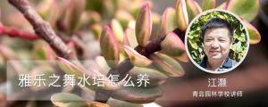 雅樂之舞水培怎麼養，喜歡陽光嗎
