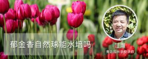 鬱金香自然球能水培嗎（方法及流程）