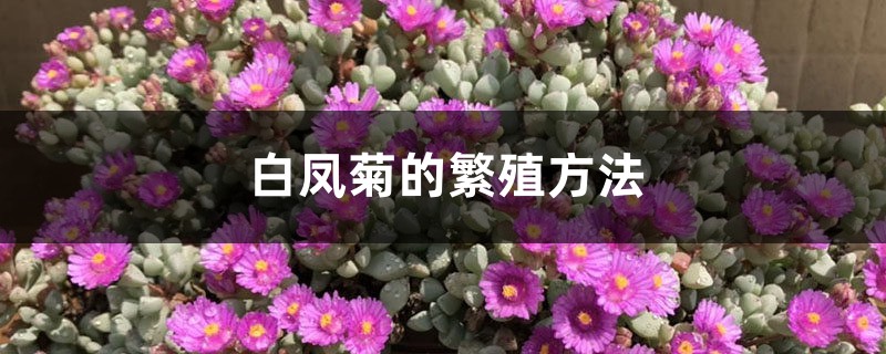 白鳳菊的繁殖方法