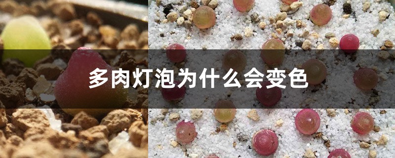 多肉燈泡為什麼會變色