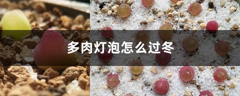 多肉燈泡怎麼過冬
