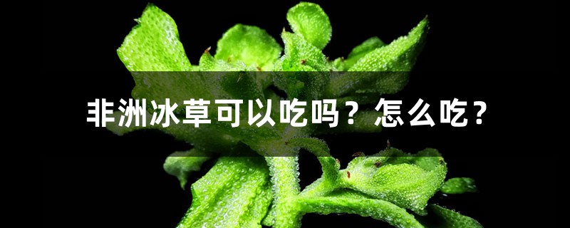 非洲冰草可以吃嗎？怎麼吃？