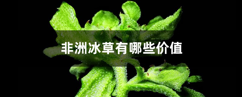 非洲冰草有哪些價值