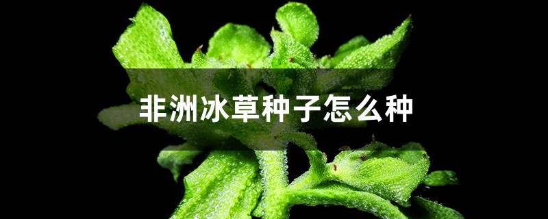 非洲冰草種子怎麼種