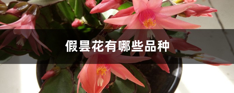 假曇花有哪些品種