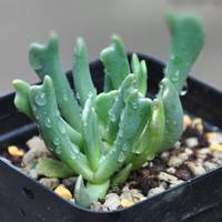 快刀亂麻