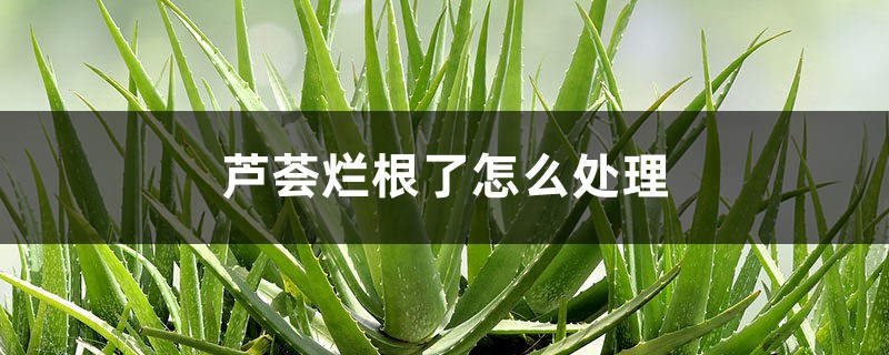 蘆薈爛根了怎麼處理