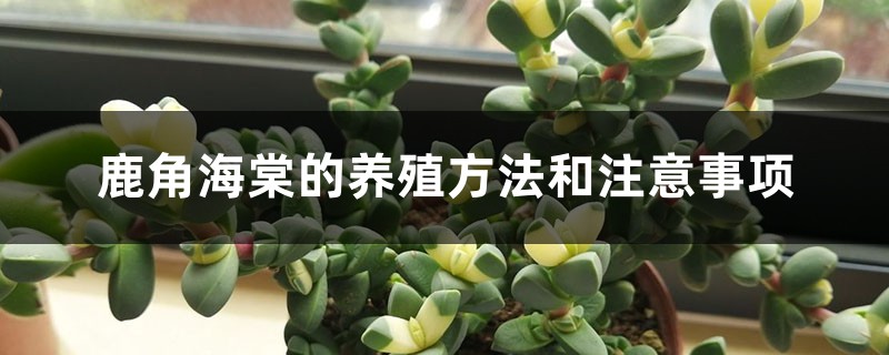 鹿角海棠的養殖方法和注意事項