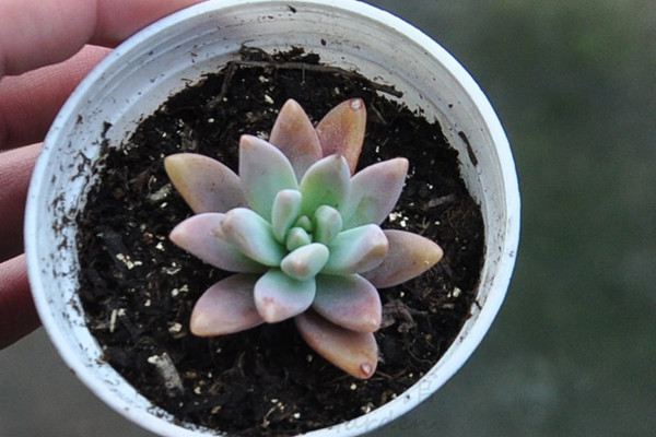 秋麗怎麼繁殖