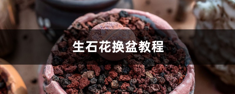 生石花換盆教程