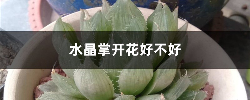 水晶掌開花好不好