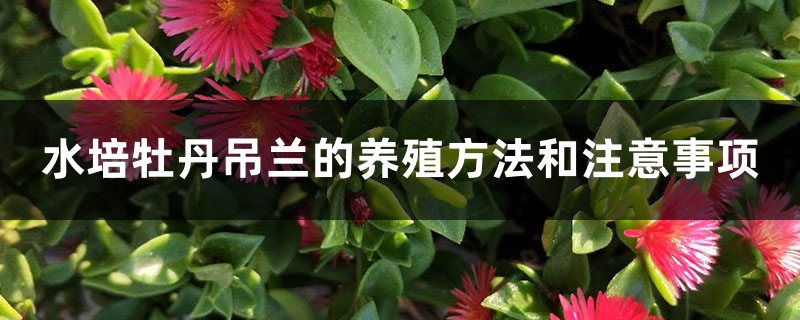 水培牡丹吊蘭的養殖方法和注意事項，水培會不會開花