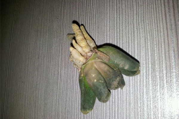 唐扇爛根怎麼辦