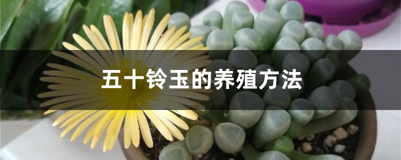 五十鈴玉的養殖方法，怎麼養爆盆