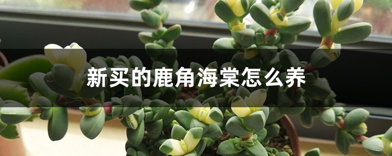 新買的鹿角海棠怎麼養
