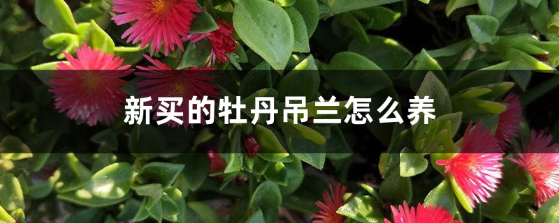 新買的牡丹吊蘭怎麼養
