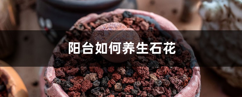 陽臺如何養生石花，需要注意什麼