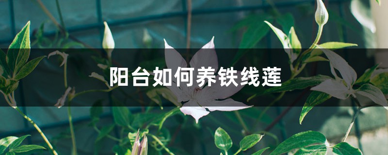 陽臺如何養鐵線蓮，需要注意什麼