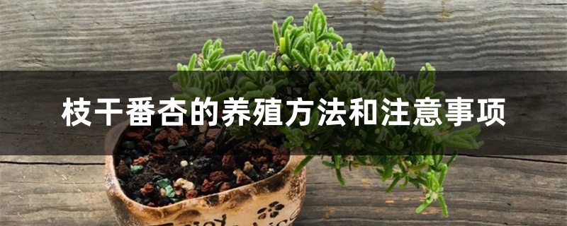 枝幹番杏的養殖方法和注意事項