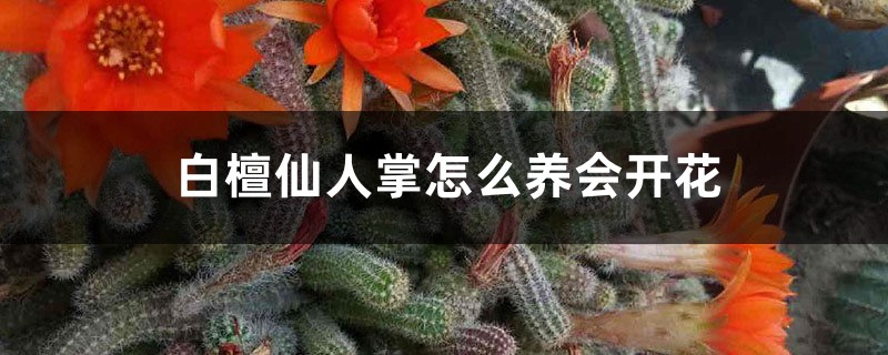 白檀仙人掌怎麼養會開花