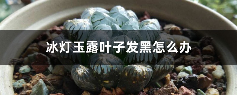 冰燈玉露葉子發黑怎麼辦