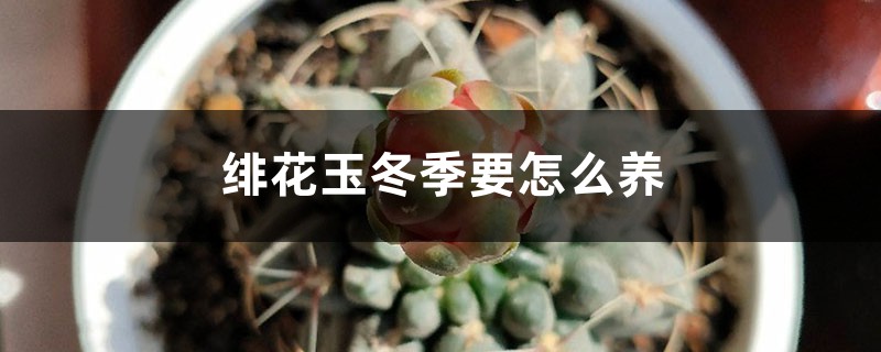 緋花玉冬季要怎麼養
