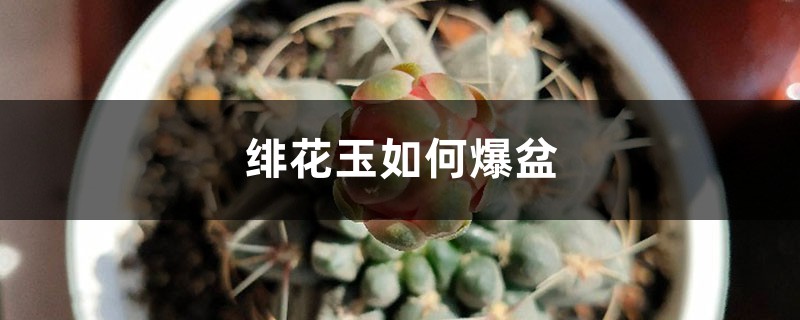緋花玉如何爆盆