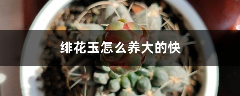 緋花玉怎麼養大的快