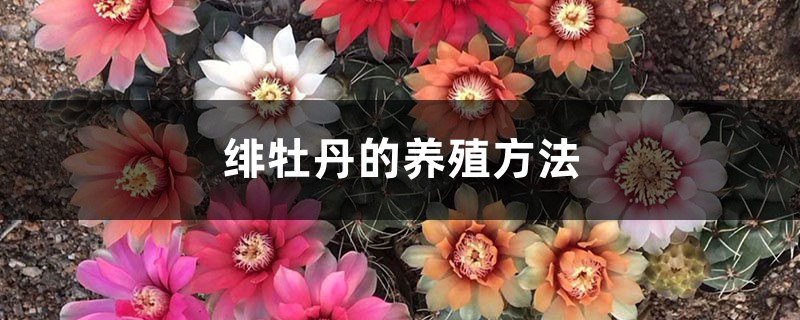 緋牡丹的養殖方法