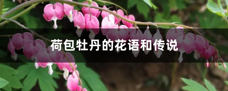 荷包牡丹的花語和傳說