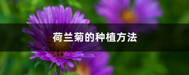 荷蘭菊的種植方法