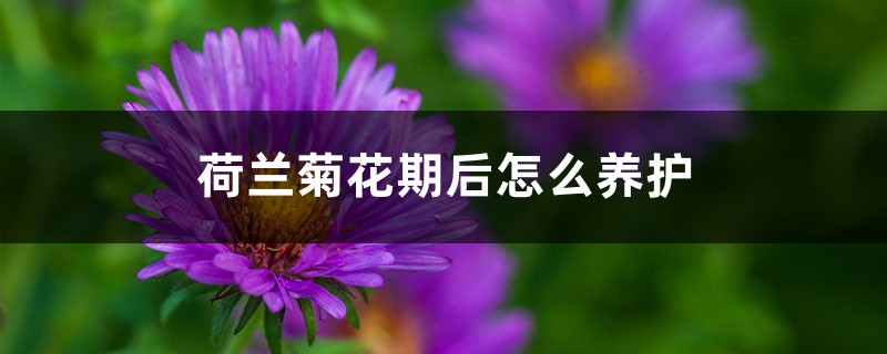 荷蘭菊花期後怎麼養護