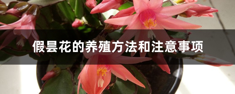 假曇花的養殖方法和注意事項