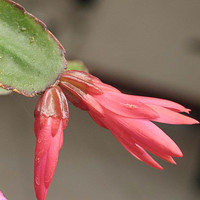 假曇花
