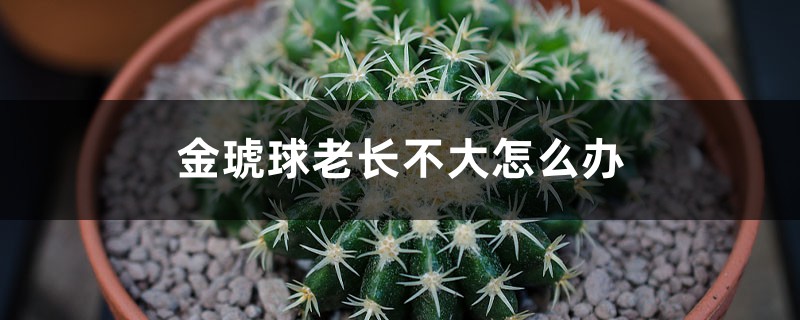 金琥球老長不大怎麼辦