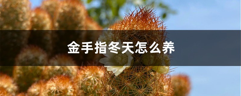 金手指冬天怎麼養